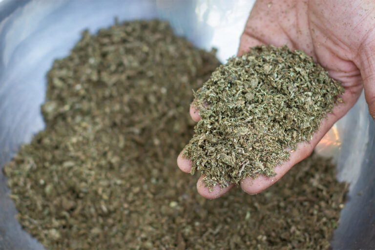 dried cannabis flower for making RSO broken up slightly by hand