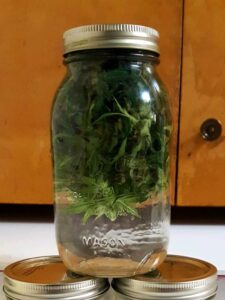 Step-by-Step Guide: Traditional Long-Soak Green Dragon Method